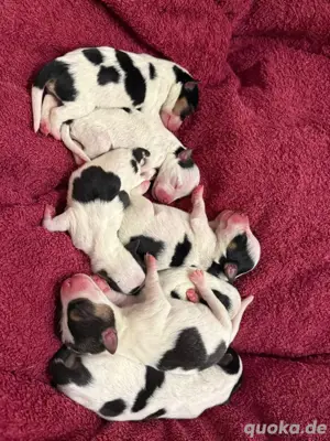 Unser Parson Russell Terrier Wurf ist da!   