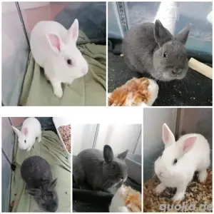 Zwergkaninchen Pärchen kastriert 4 Monate