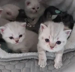 Zwei familiengeeignete, reinrassige Kater mit Blue Eyes suchen dich!