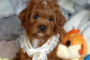 Wunderschöne Cavapoo Welpen F1 (Toypudel Zwergpudel + Cavalier King Charles Spaniel) mit Ahnentafel