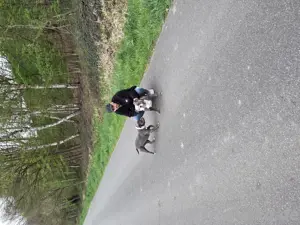 american bully deckrüde