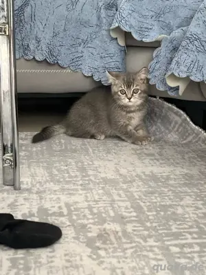 BKH Kitten abzugeben   geboren am  02.03.25