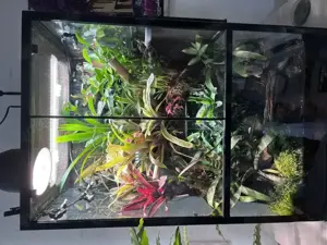 Komplettes Regenwald-Terrarium mit Tieren und Technik abzugeben