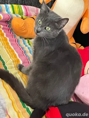 hauskatze und Kater