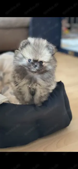 Pomeranian Welpe abzugeben 
