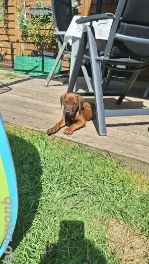  10 Wochen alte Rhodesian Ridgeback Welpe Hündin