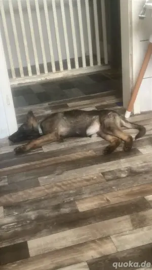 schäferhund welpe weiblich