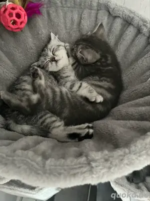 bkh kitten