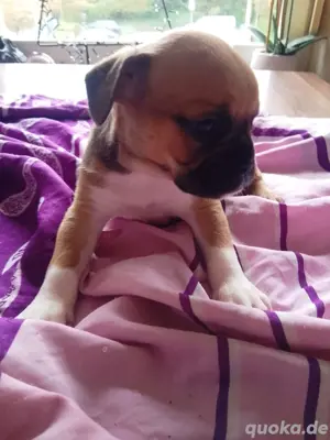 Boxer Mischling 