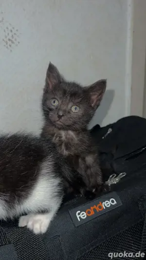 drei süße Katzenbabys