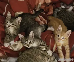 Katzen Babys 