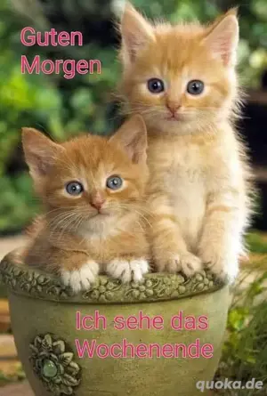 meerschweinchen 