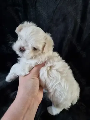 Minimalteser sehr kleiner Malteser ca.2.2kg Endgewicht Welpe Rüde Hund 