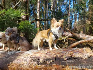 Chihuahua Deckrüden Bild 8
