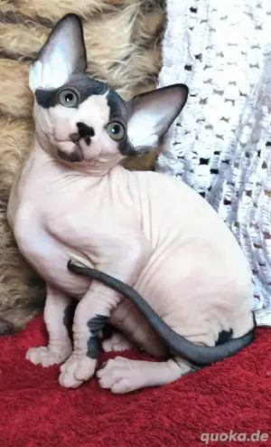 Hübscher Sphynx-Rüde zu verkaufen