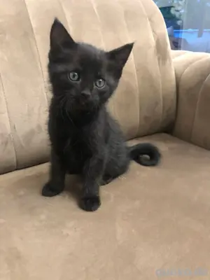 Babykatze | Kurzhaarkatze