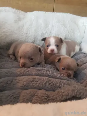 Chihuahua welpen Kurzhaar Apfelkopfform 