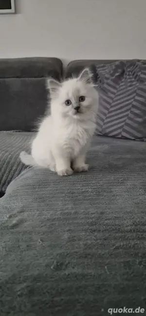 RagdollSiam 
