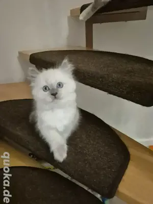 RagdollSiam Kitten Kätzchen 