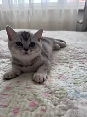    Britisch Kurzhaar Kater   ein liebevolles Zuhause gesucht   