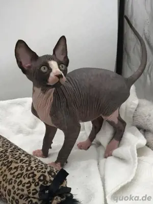 Bezauberndes Sphynx-Kätzchen zu verkaufen