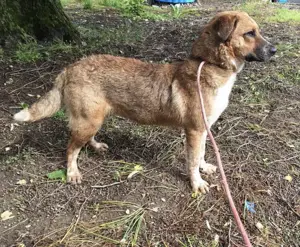 Naila, eine liebe, junge Kuschelmonster Hündin Bild 4