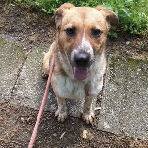 Naila, eine liebe, junge Kuschelmonster Hündin Bild 2