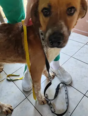 Naila, eine liebe, junge Kuschelmonster Hündin Bild 5