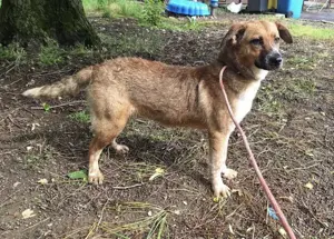 Naila, eine liebe, junge Kuschelmonster Hündin Bild 3