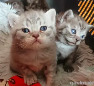 BKH Kitten 