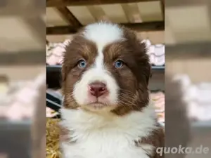 Australian Shepherd Welpen mit ASCA Papieren