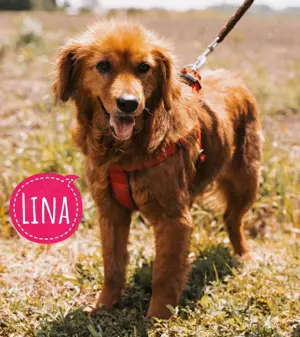 Lina, wunderhübsche Hündin Retriever Mix
