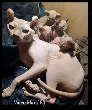 Canadian Sphynx Kitten (4 Jungs x 2 Mädels) Vater Elf.