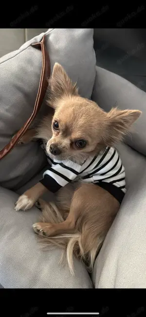 Chihuahua Deckrüde Pablo 