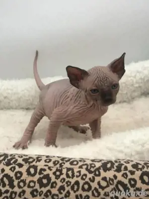 Schwarzes zweifarbiges Sphynx-Kätzchen zu verkaufen