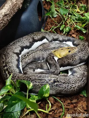 1.0 Netzpython Pied pos Tiger