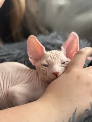 Sphinx baby