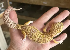0,3 Leopardgecko Eier legend