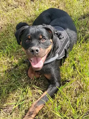 Rottweiler Rüde 8 Monate