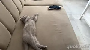 BKH Katzebaby