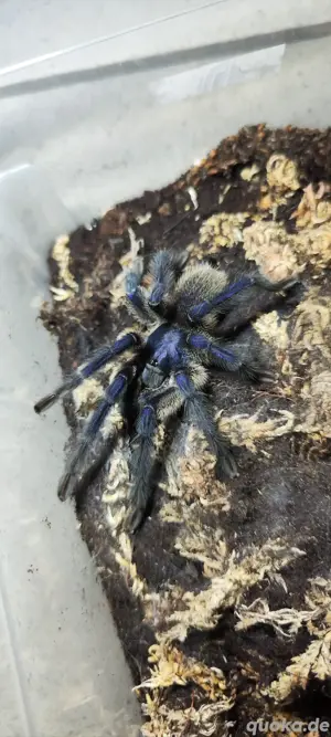 Vogelspinne monocentropus balfouri 1.0