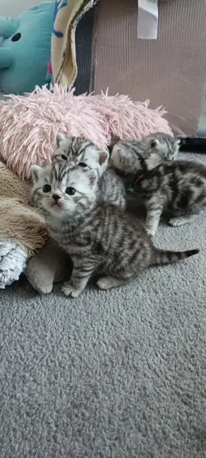 Baby Katze KBH 