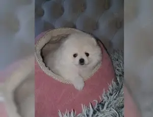 Süsse Zwergspitz Pomeranian Welpen !!