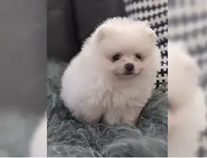 Typvolle Zwergspitz Pomeranian Welpen mit Papieren! !