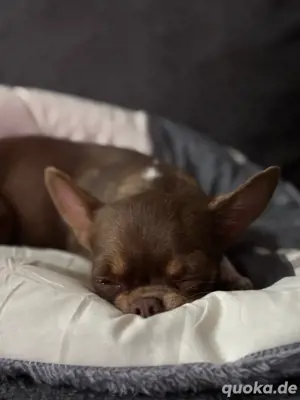 Chihuahua Hündin schoko