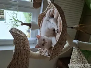 BKH Kitten