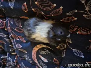 Meerschweinchen böckchen
