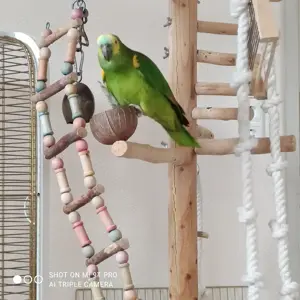 Blaustirnamazone männlich 3 Jahre 