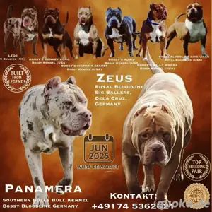 American Bully XL Wurfankündigung ABKC, familienfreundlich, top Blutlinie