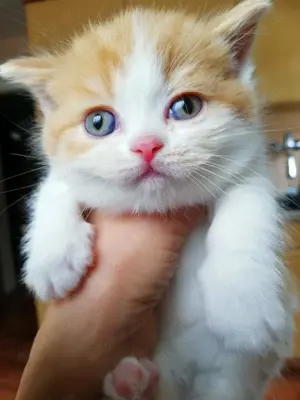 BKH Kitten Rot Weiss Britisch Kurzhaar Babys Mädchen Jungen
